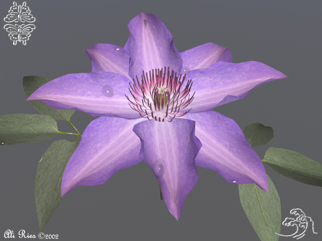 Clematis