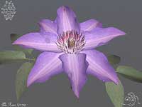 Clematis