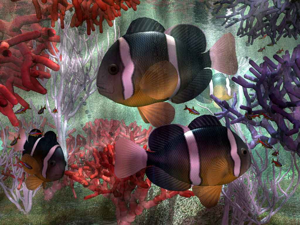 Amphiprion Clarkii