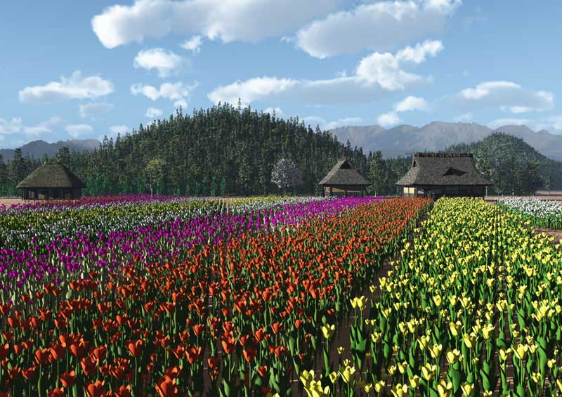 Tulip field