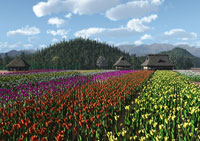 Tulip field