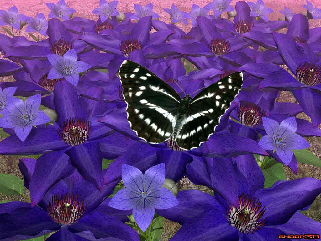 Clematis
