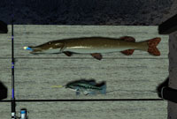 Day of Fishing