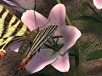 Pollinizer