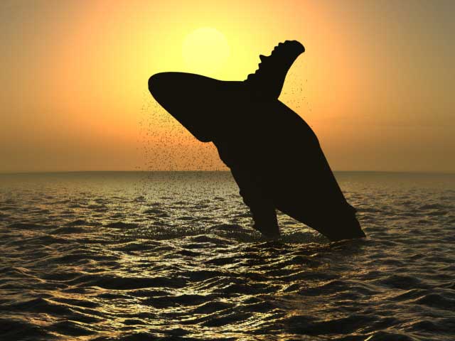 Whale in the sunset