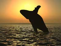 Whale in the sunset
