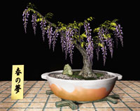 Wisteria Bonsai