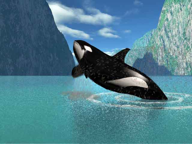 Jumping Orca