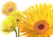 Transvaal daisy
