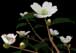 Sasanqua camellia