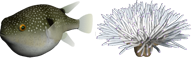 Fish Desktop Icon