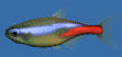 Neon Tetra