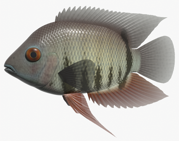 BlenderŃ_O