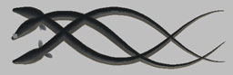 dS