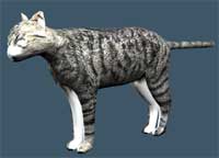 TrueSpace Cat